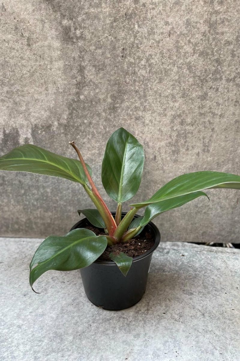 Indoor Plants |   Philodendron ‘Imperial Red’ 6″ Garden Indoor Plants