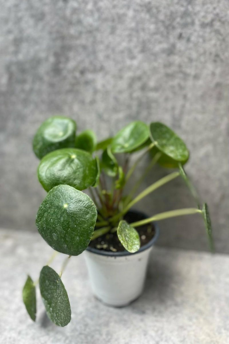 Indoor Plants |   Pilea Peperomioides 4″ Garden Indoor Plants