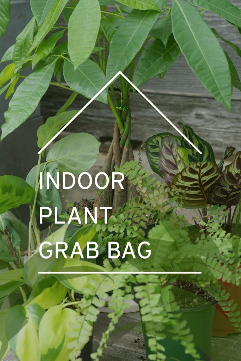 Indoor Plants |   Plant Grab Bag Garden Indoor Plants