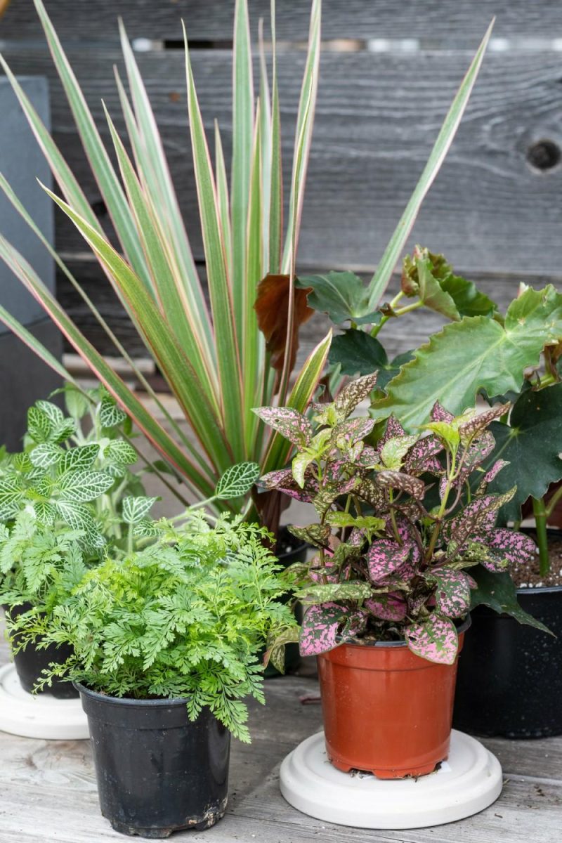 Indoor Plants |   Plant Grab Bag Garden Indoor Plants