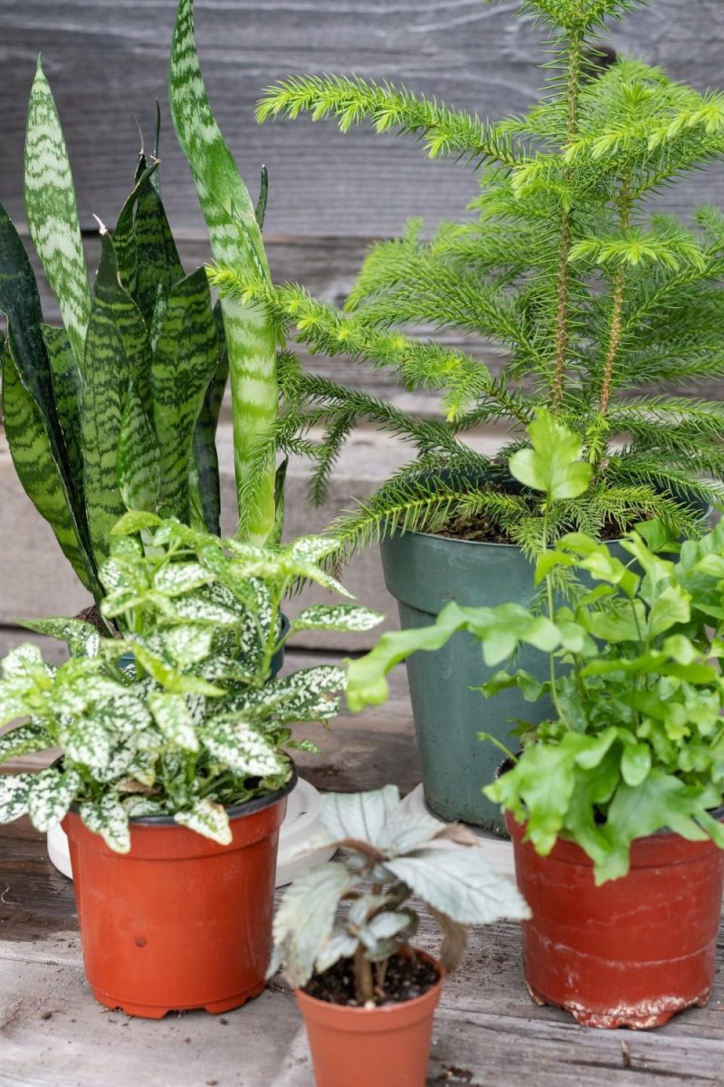 Indoor Plants |   Plant Grab Bag Garden Indoor Plants