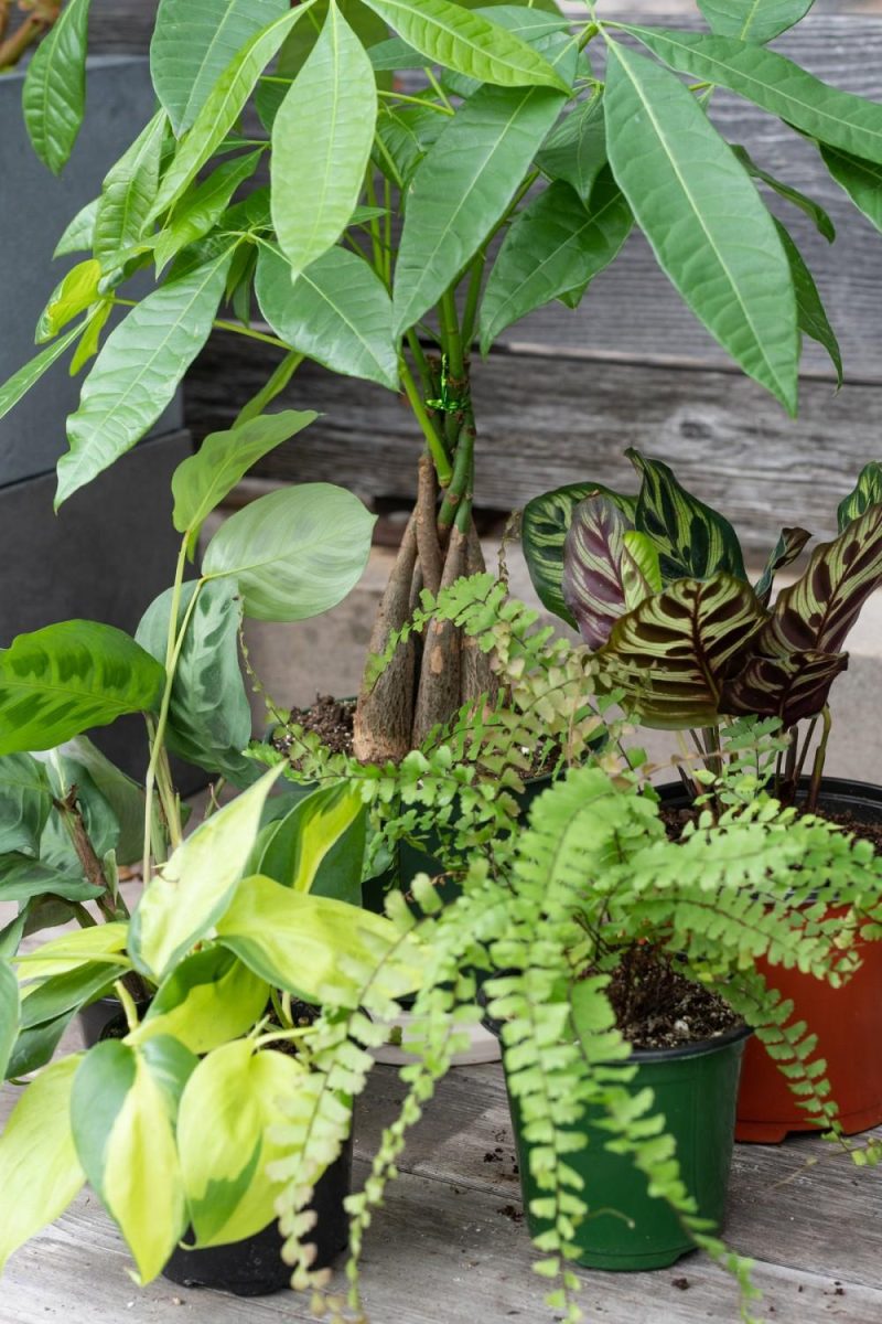 Indoor Plants |   Plant Grab Bag Garden Indoor Plants