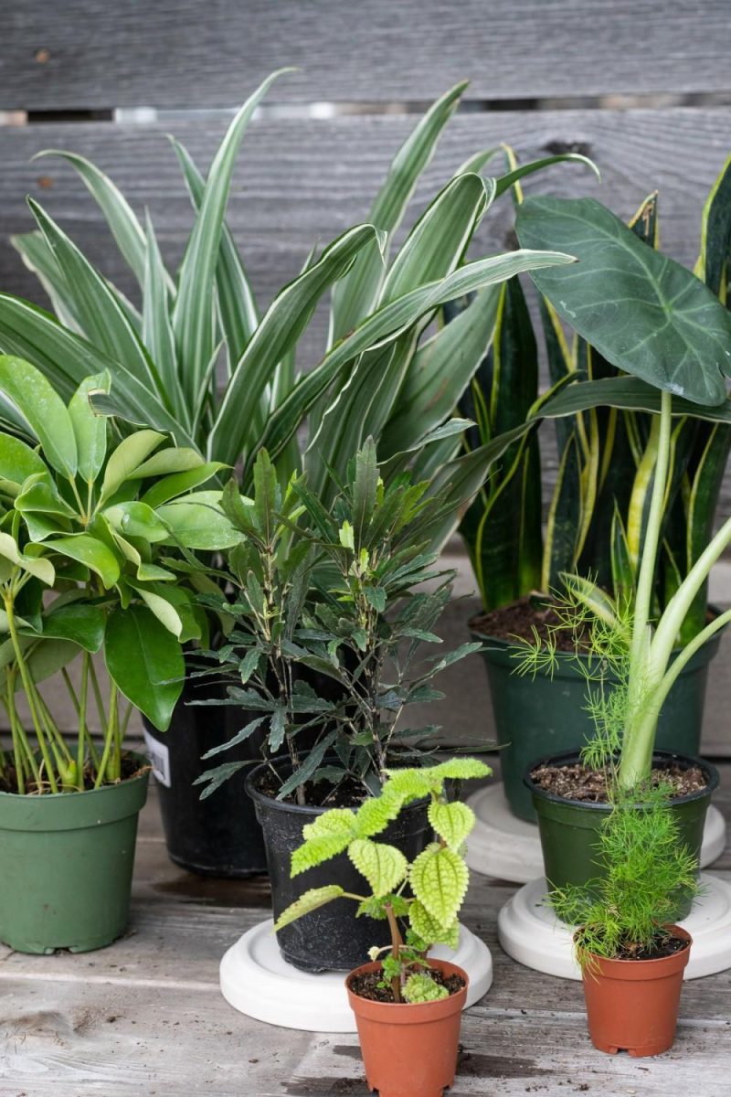 Indoor Plants |   Plant Grab Bag Garden Indoor Plants