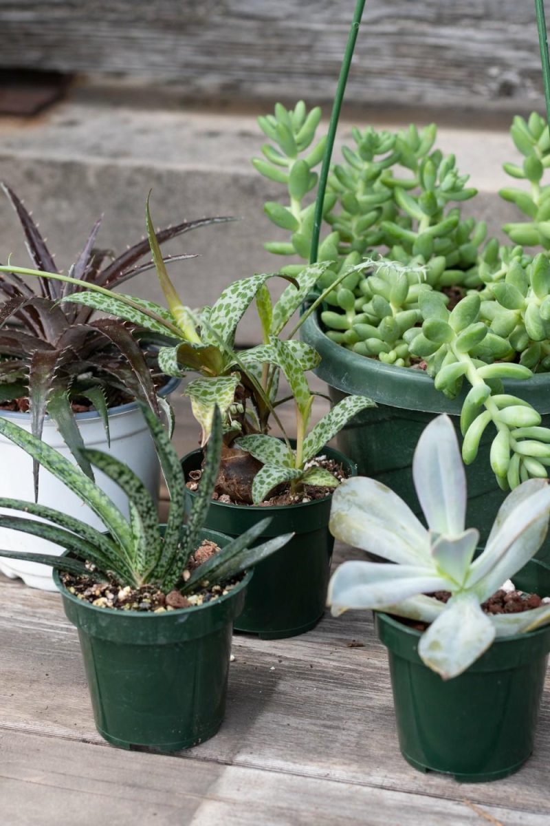 Indoor Plants |   Plant Grab Bag Garden Indoor Plants