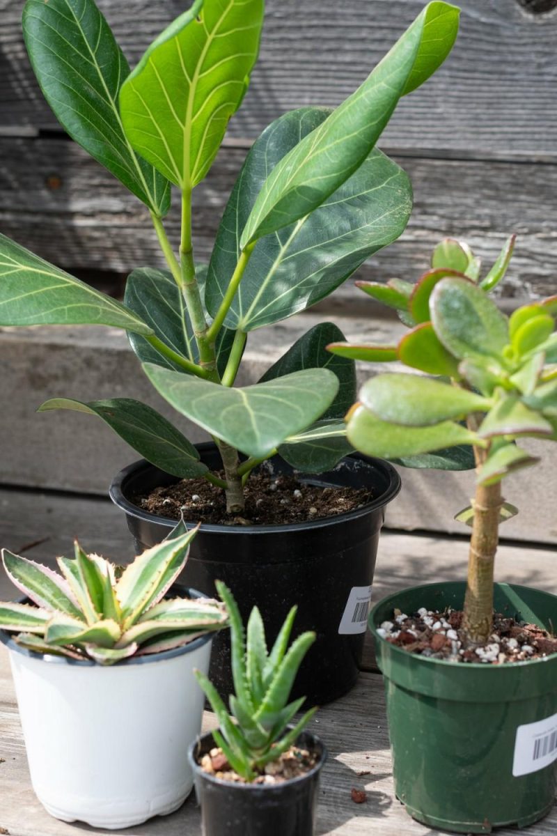 Indoor Plants |   Plant Grab Bag Garden Indoor Plants