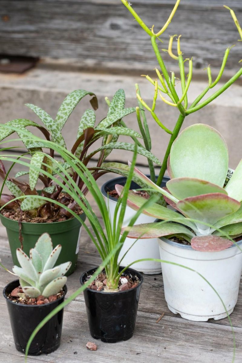 Indoor Plants |   Plant Grab Bag Garden Indoor Plants