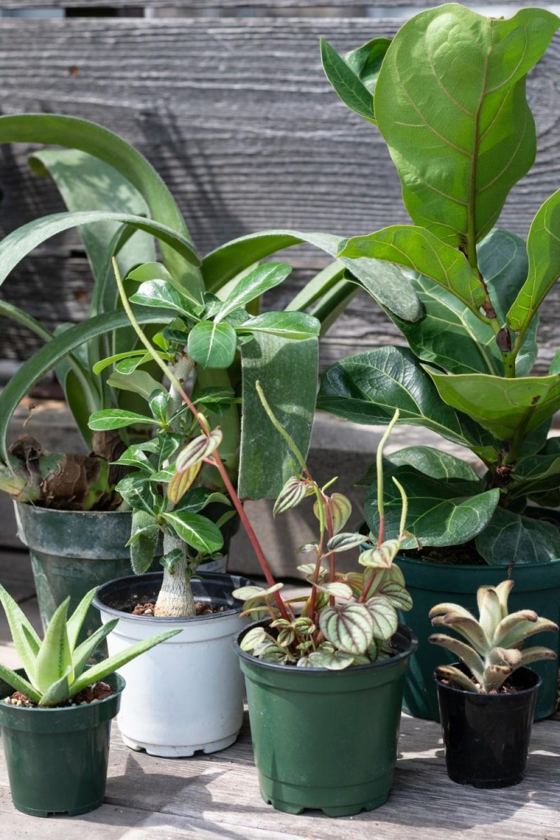 Indoor Plants |   Plant Grab Bag Garden Indoor Plants