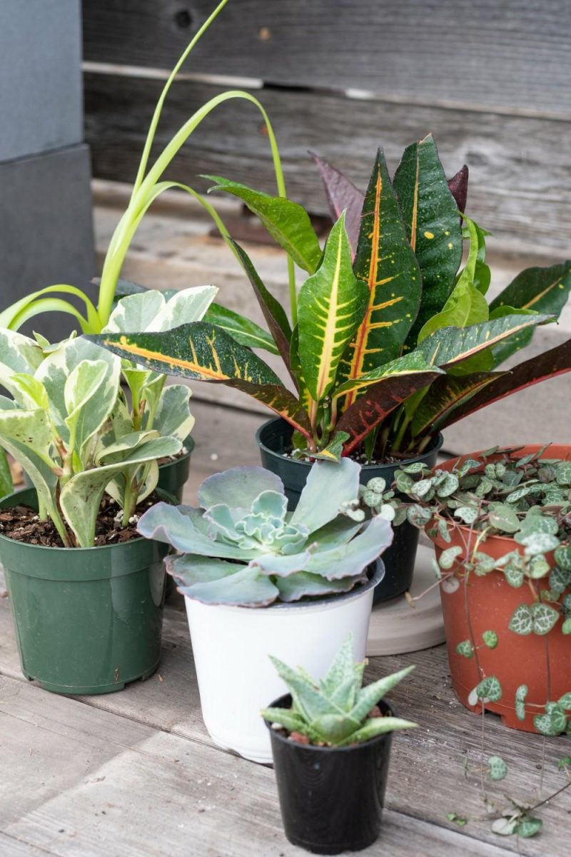 Indoor Plants |   Plant Grab Bag Garden Indoor Plants