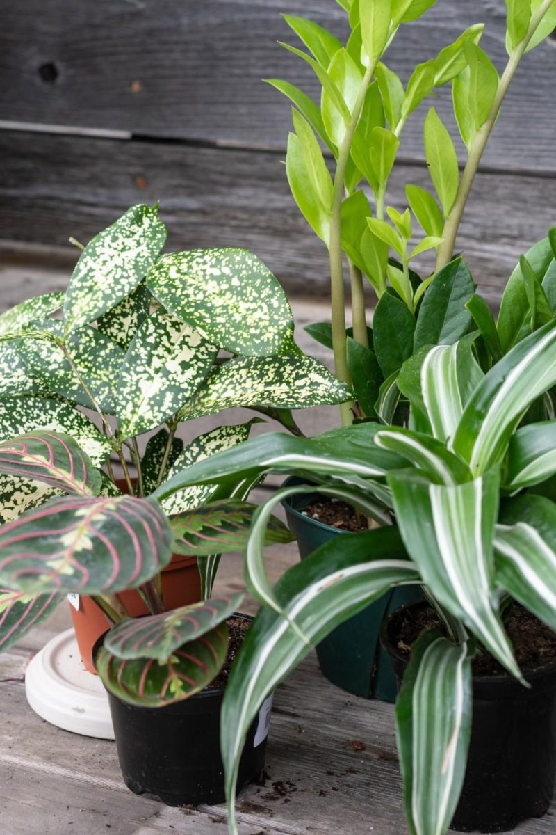 Indoor Plants |   Plant Grab Bag Garden Indoor Plants