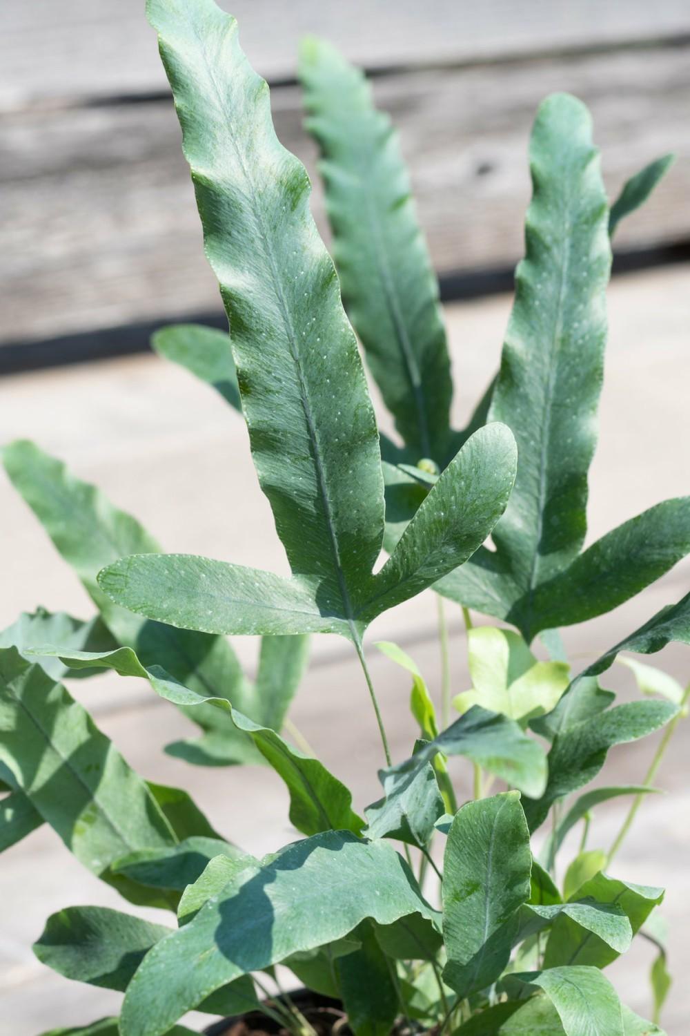 Indoor Plants |   Polypodium Aureum 4″ Garden Indoor Plants