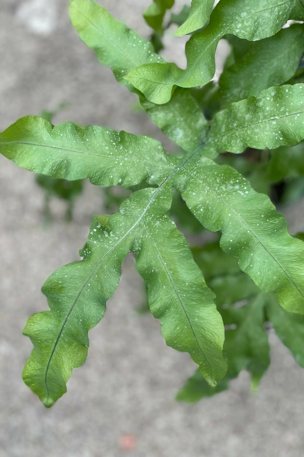 Indoor Plants |   Polypodium Aureum 8″ Garden Indoor Plants