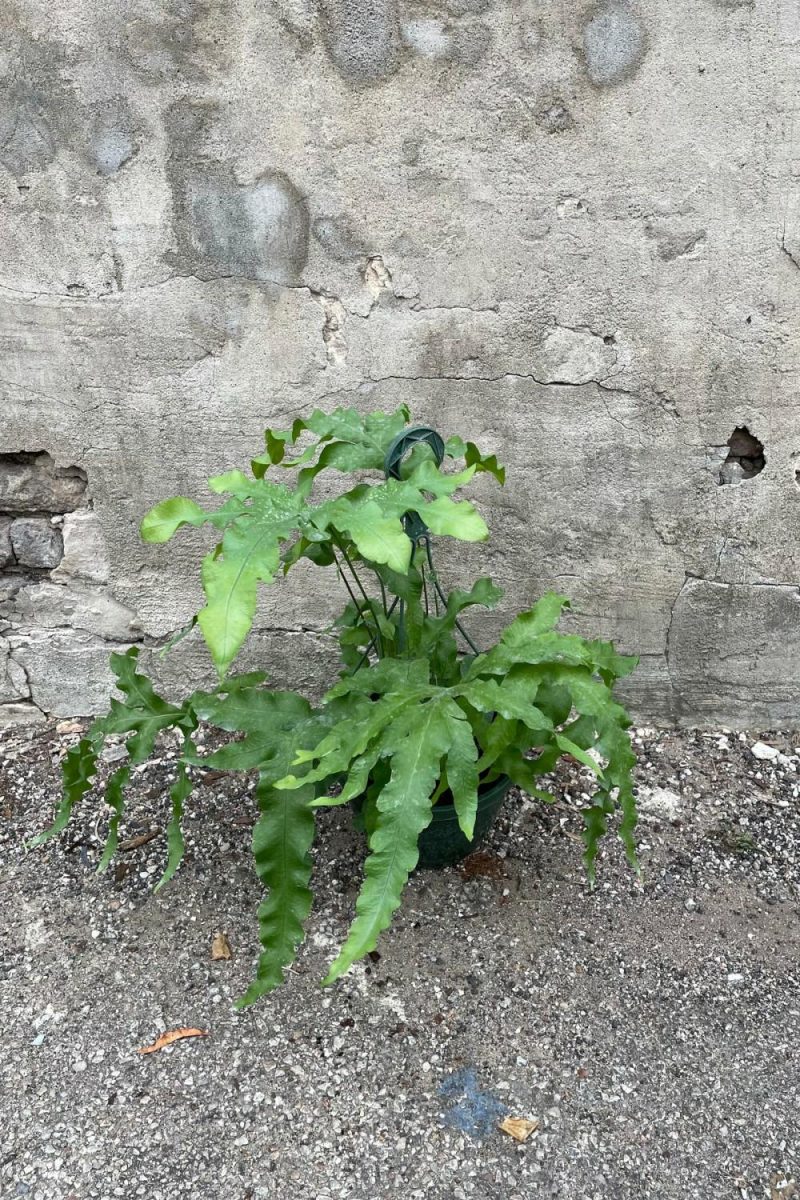 Indoor Plants |   Polypodium Aureum 8″ Garden Indoor Plants