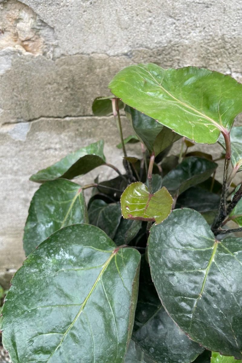 Indoor Plants |   Polyscias Scutellaria ‘Fabian’ 8″ Garden Indoor Plants