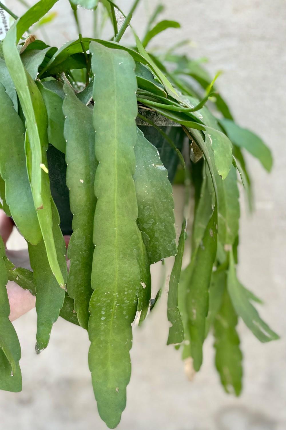 Indoor Plants |   Pseudorhipsalis Ramulosa 8″ Garden Indoor Plants