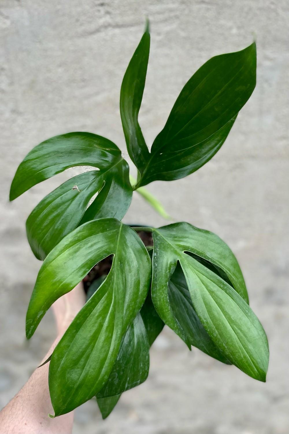 Indoor Plants |   Rhaphidophora Decursiva 6″ Garden Indoor Plants