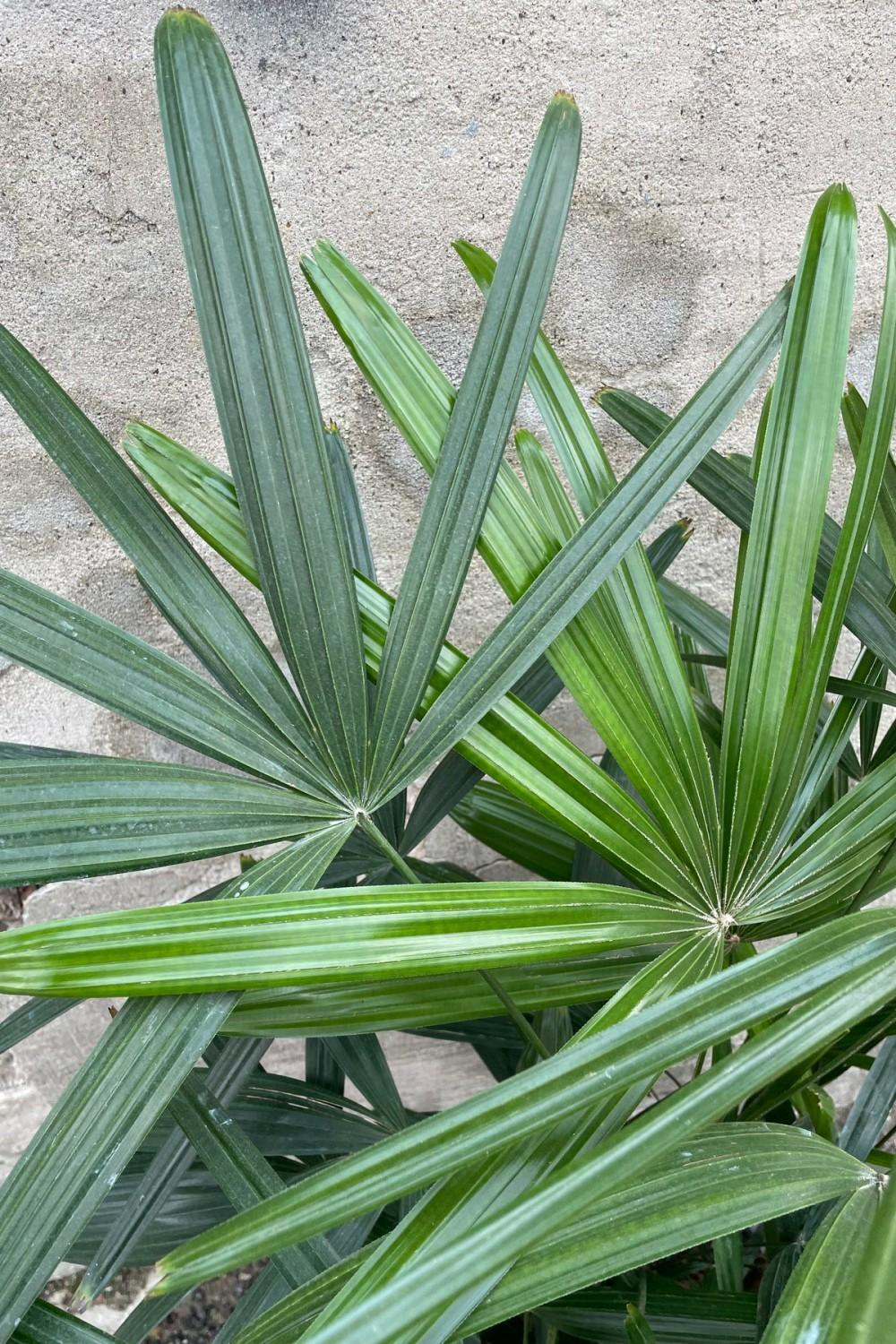 Indoor Plants |   Rhapis Excelsa #3 Garden Indoor Plants