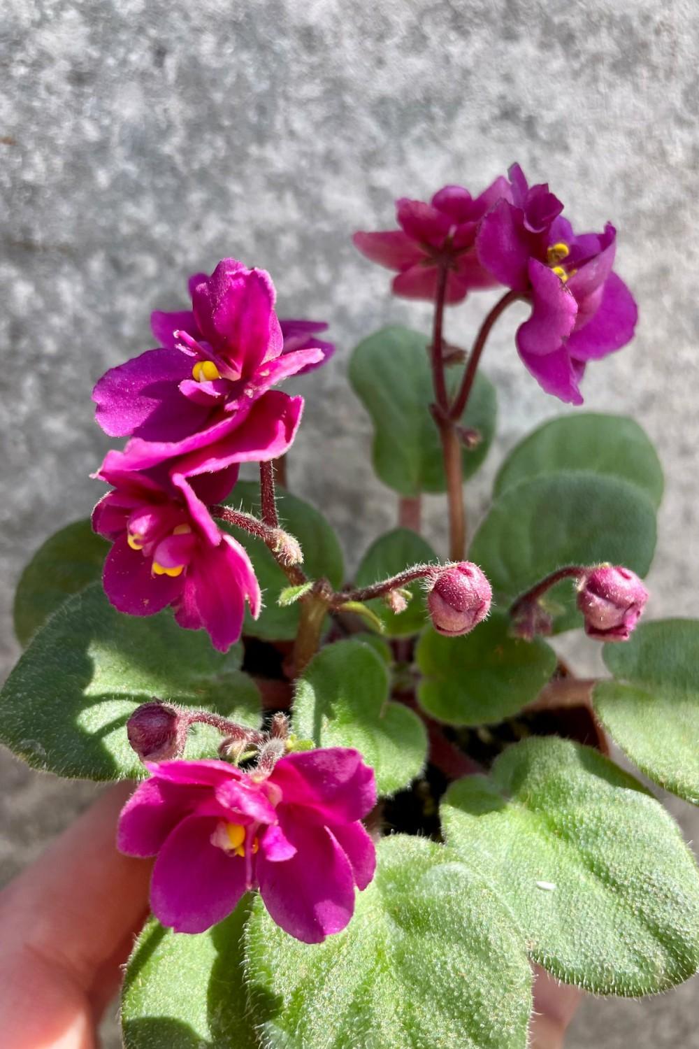 Indoor Plants |   Saintpaulia Ionantha “African Violet” 2″ Garden Indoor Plants