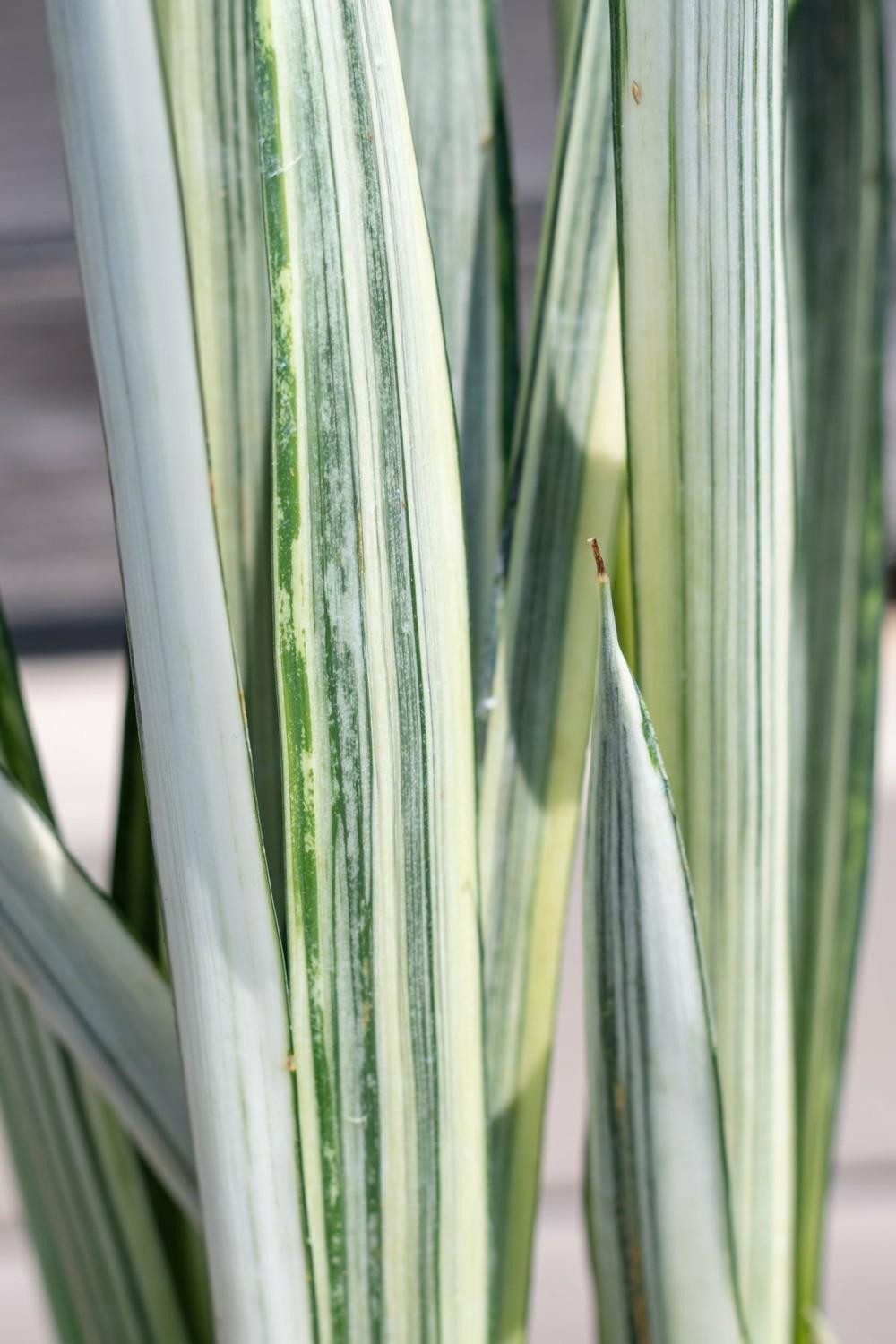 Indoor Plants |   Sansevieria ‘Bantel’s Sensation’  6″ Garden Indoor Plants