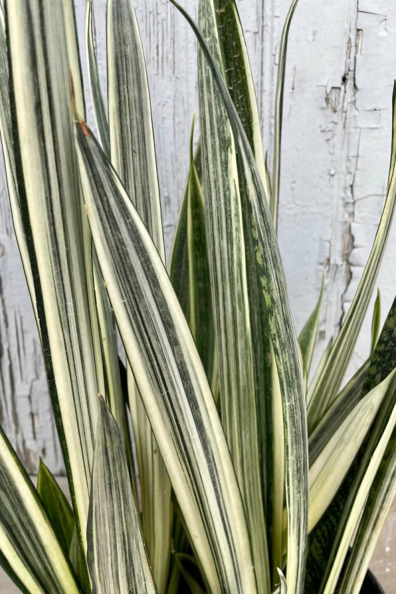 Indoor Plants |   Sansevieria ‘Bantel’s Sensation’  8″ Garden Indoor Plants