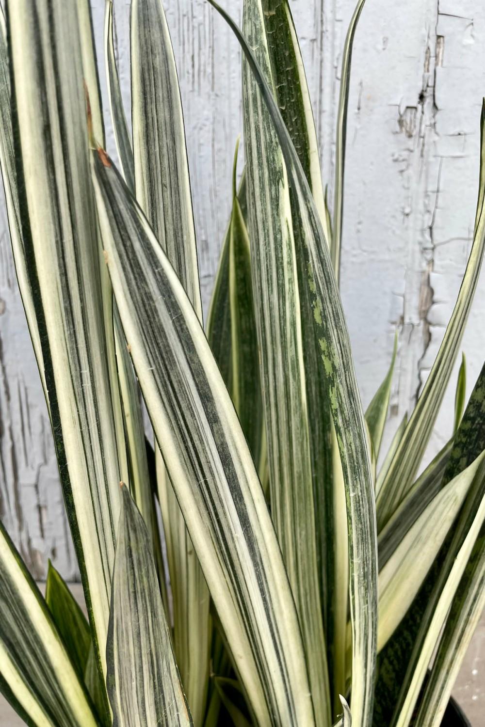 Indoor Plants |   Sansevieria ‘Bantel’s Sensation’  8″ Garden Indoor Plants