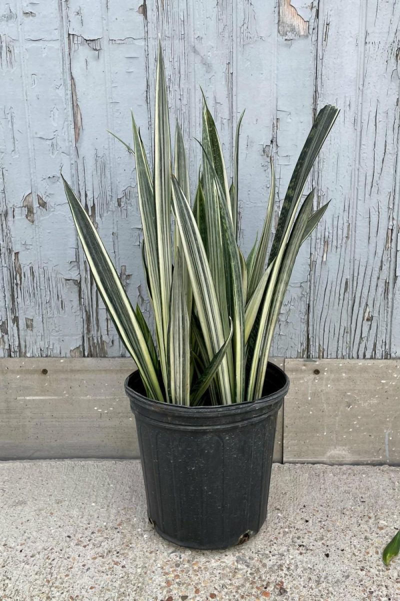 Indoor Plants |   Sansevieria ‘Bantel’s Sensation’  8″ Garden Indoor Plants