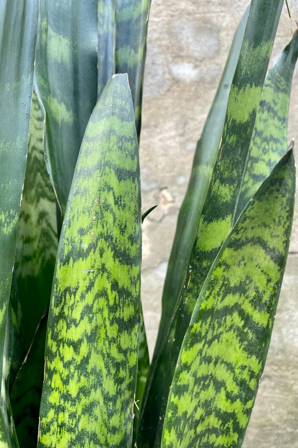 Indoor Plants |   Sansevieria ‘Black Coral’ 10″ Garden Indoor Plants