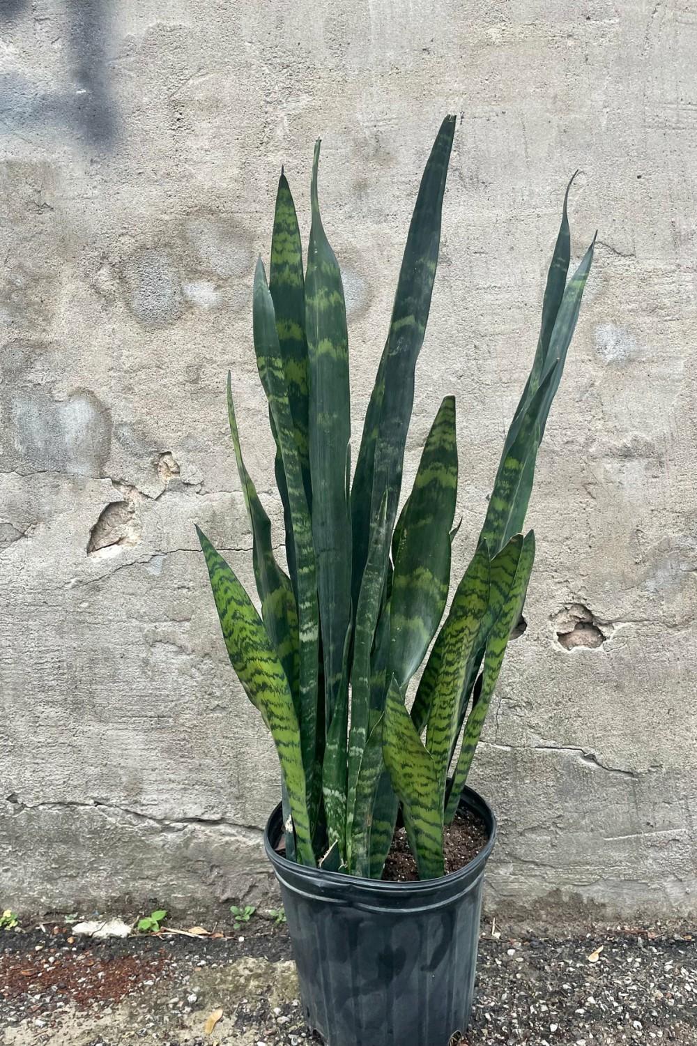 Indoor Plants |   Sansevieria ‘Black Coral’ 8″ Garden Indoor Plants