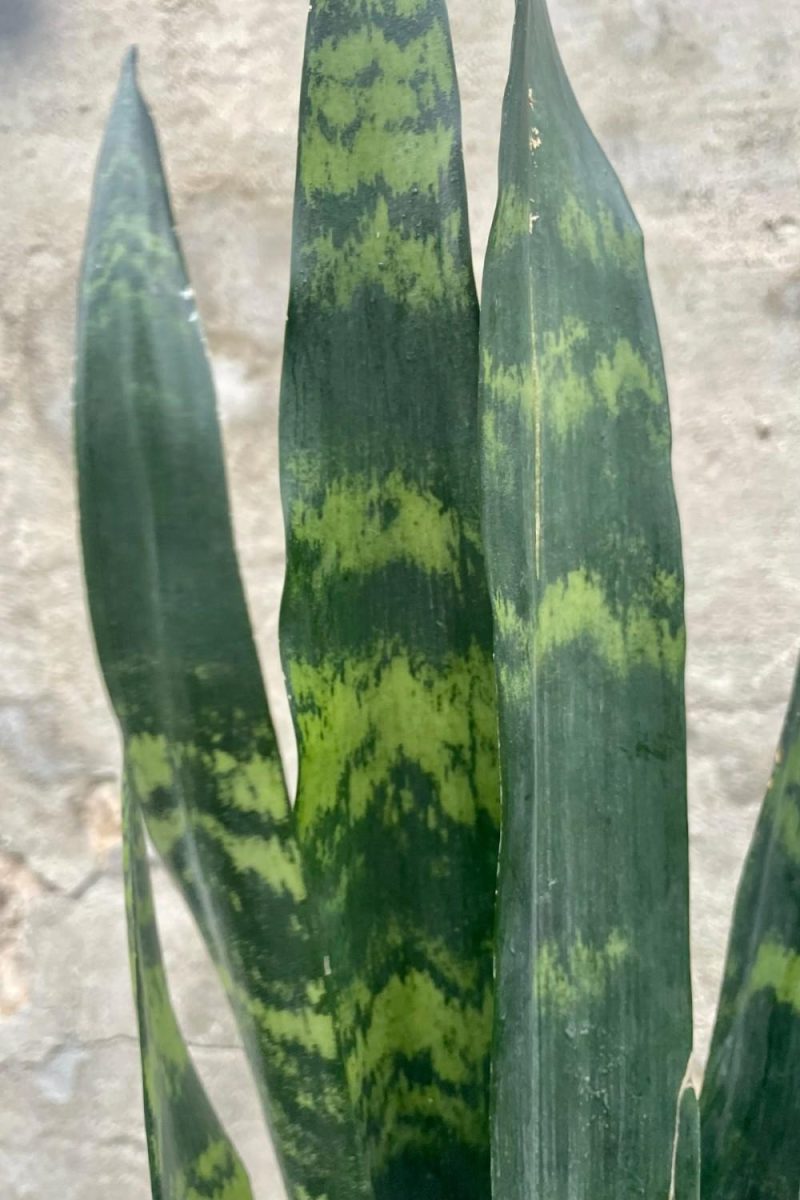 Indoor Plants |   Sansevieria ‘Black Coral’ 8″ Garden Indoor Plants