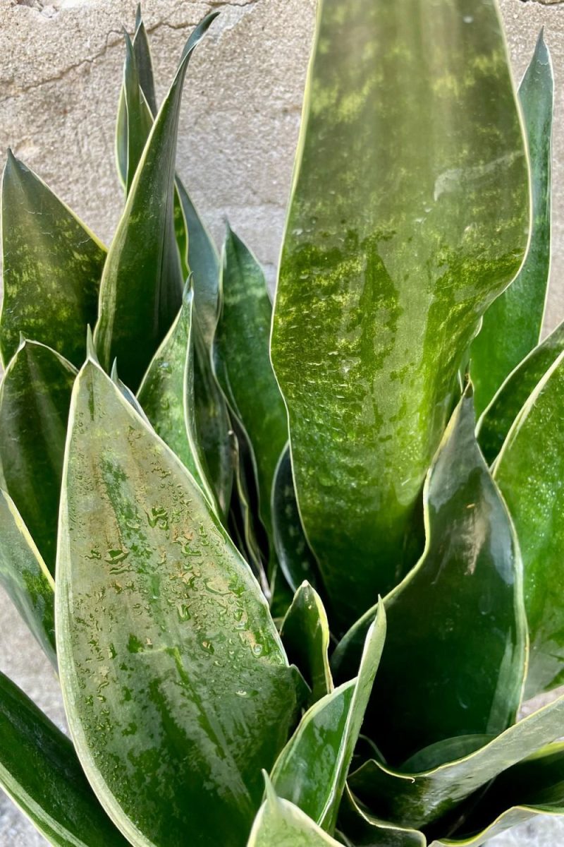 Indoor Plants |   Sansevieria ‘Fabi’  8″ Garden Indoor Plants