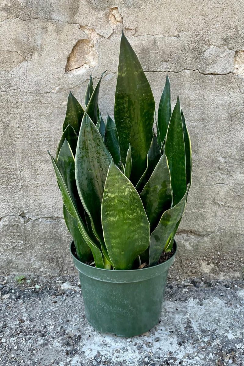 Indoor Plants |   Sansevieria ‘Fabi’  8″ Garden Indoor Plants