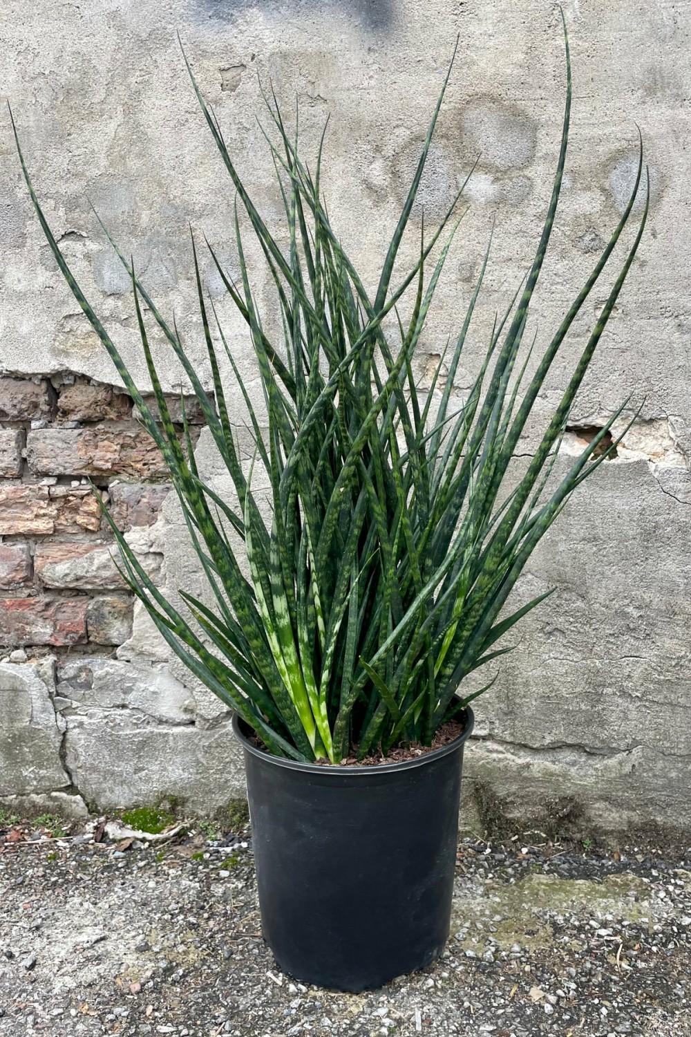 Indoor Plants |   Sansevieria ‘Fernwood’ 10″ Garden Indoor Plants