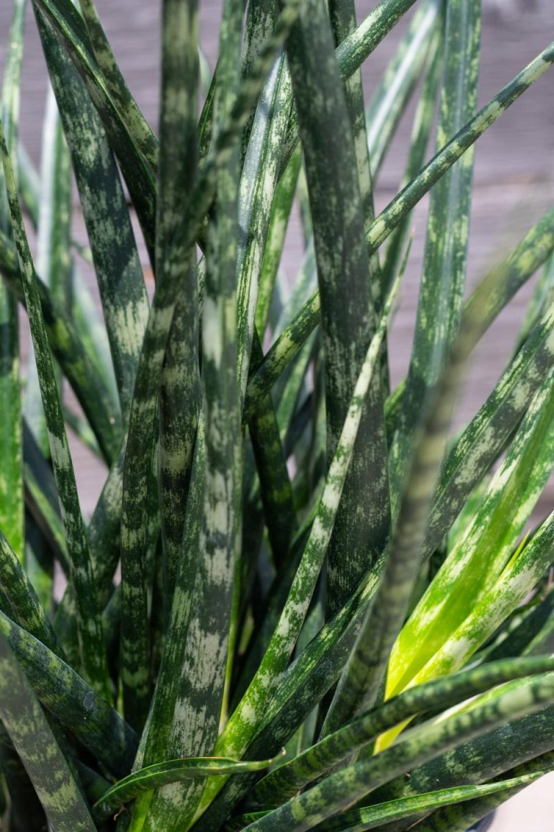 Indoor Plants |   Sansevieria ‘Fernwood’ 8″ Garden Indoor Plants