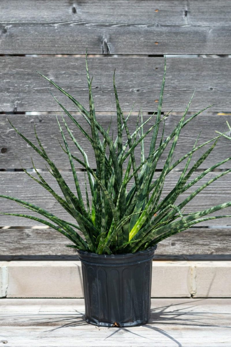 Indoor Plants |   Sansevieria ‘Fernwood’ 8″ Garden Indoor Plants