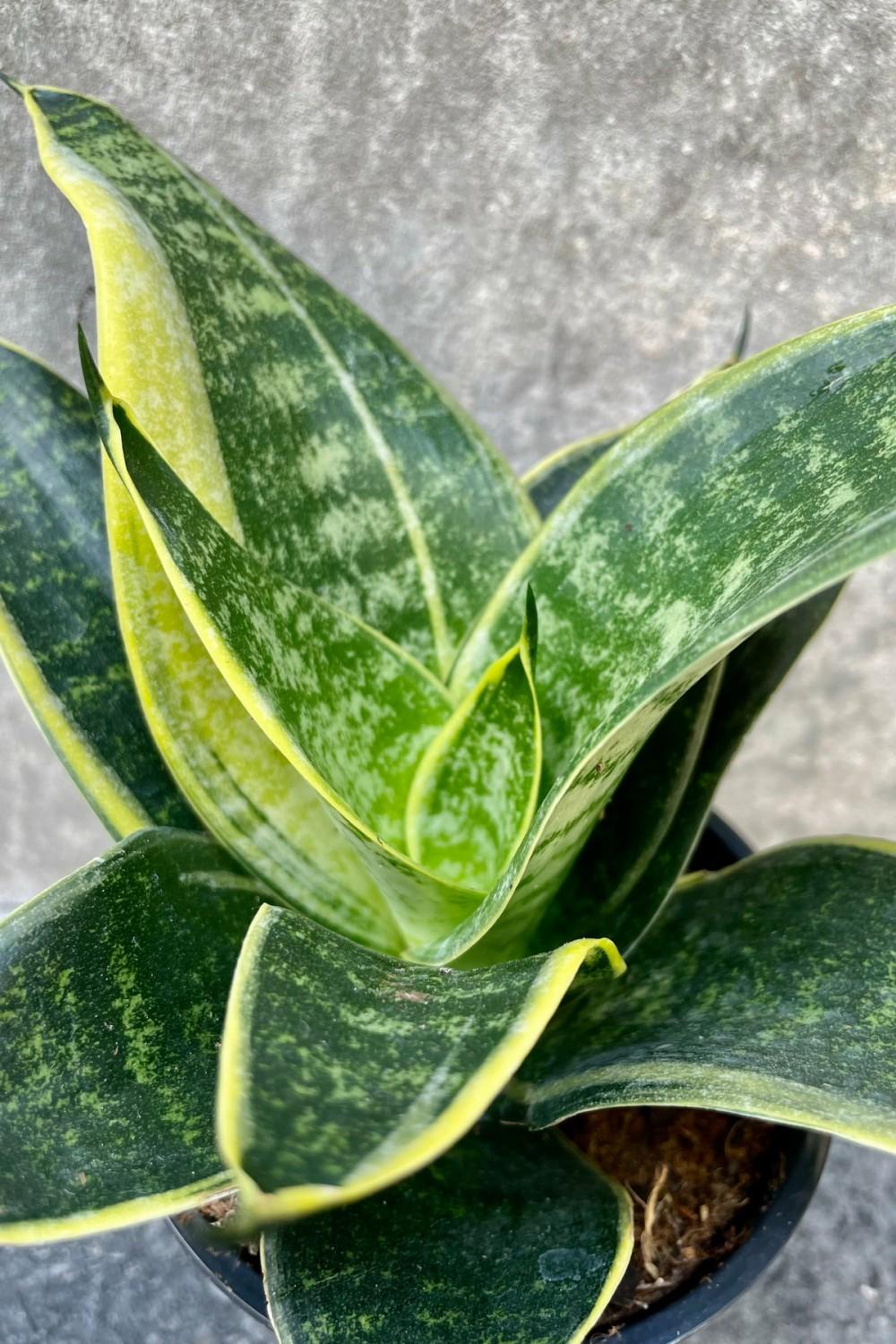 Indoor Plants |   Sansevieria ‘Hahnii’ 4″ Garden Indoor Plants