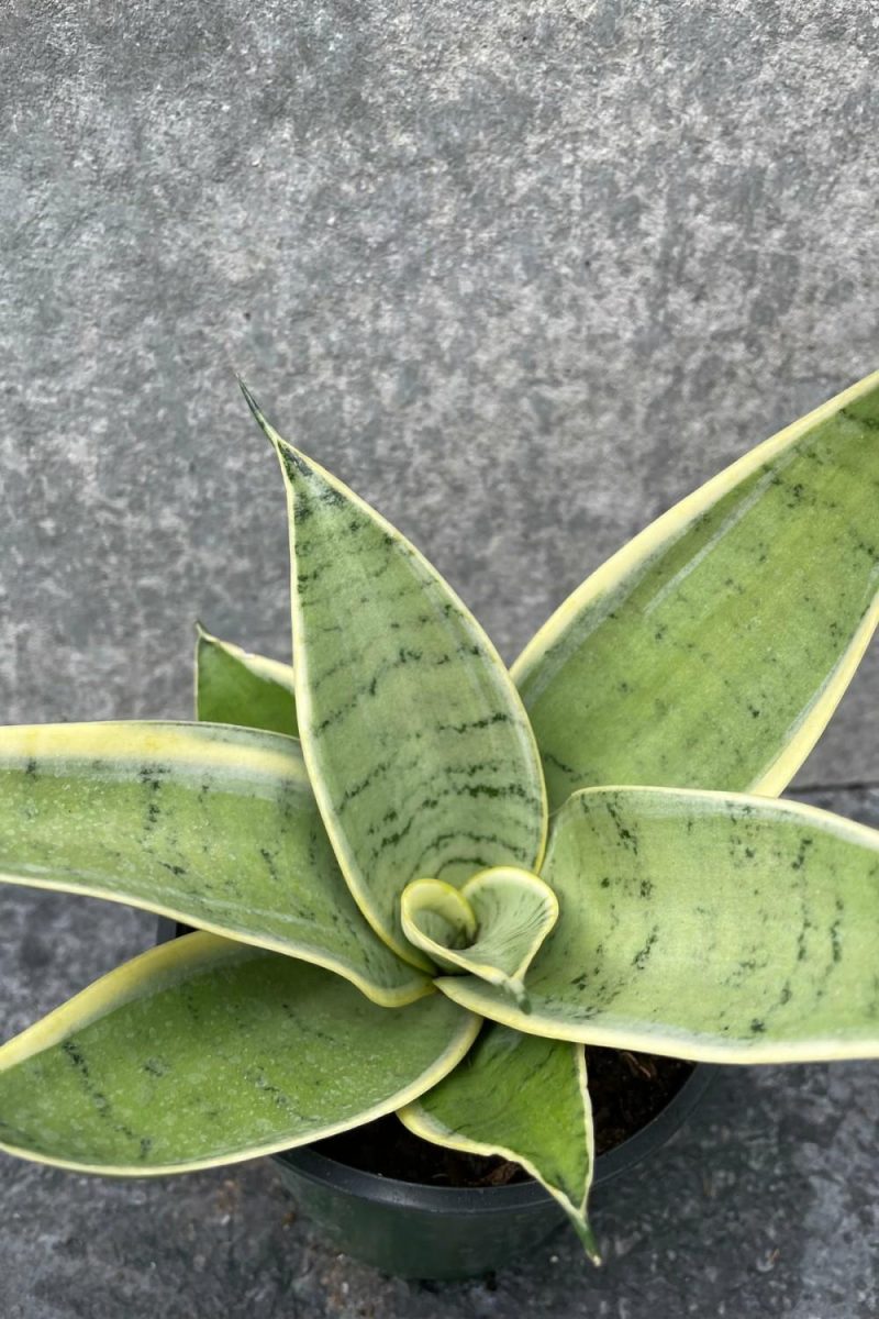 Indoor Plants |   Sansevieria ‘Hahnii’ 4″ Garden Indoor Plants