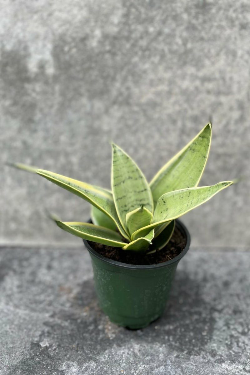 Indoor Plants |   Sansevieria ‘Hahnii’ 4″ Garden Indoor Plants