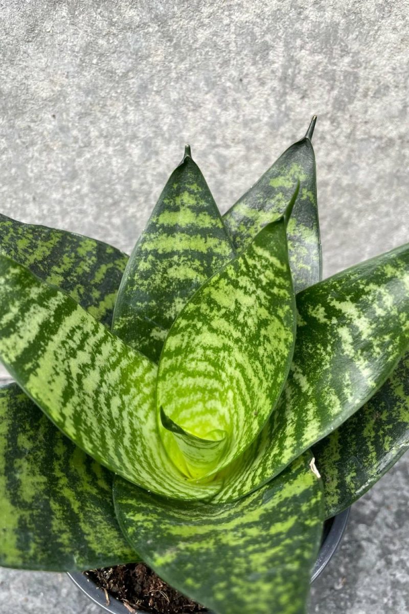 Indoor Plants |   Sansevieria ‘Hahnii’ 4″ Garden Indoor Plants