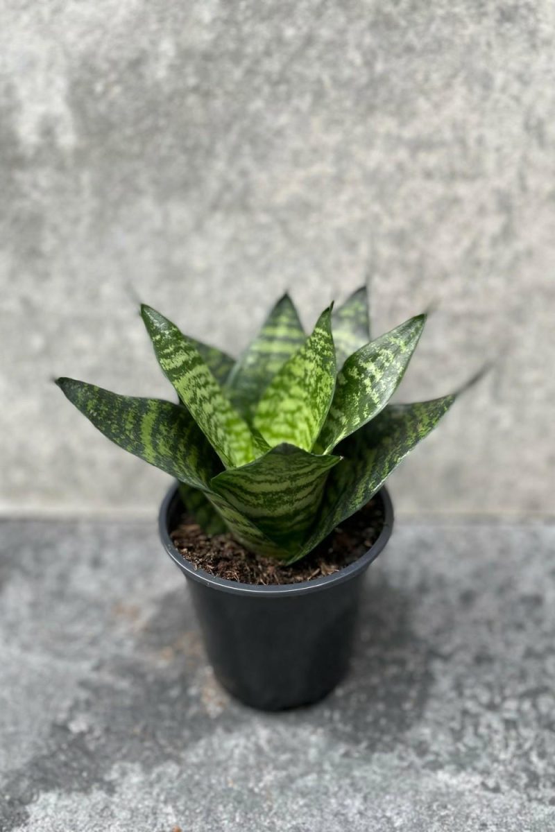 Indoor Plants |   Sansevieria ‘Hahnii’ 4″ Garden Indoor Plants