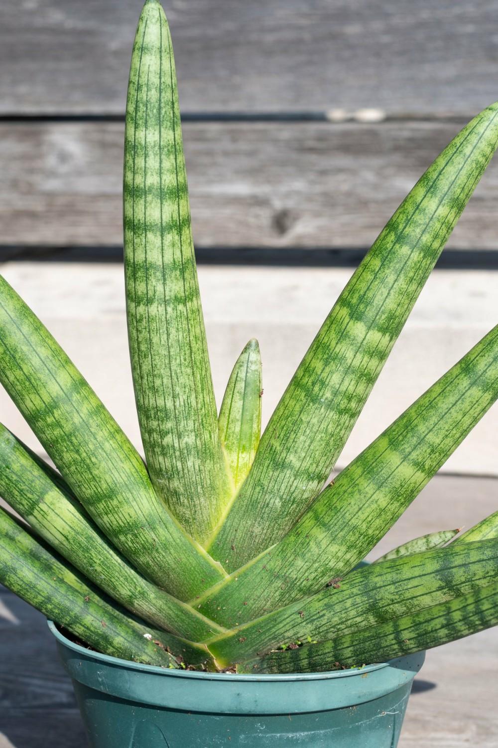 Indoor Plants |   Sansevieria Hyb. ‘Boncel’ Starfish 6″ Garden Indoor Plants