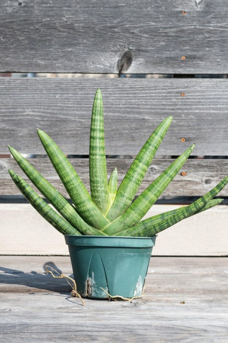 Indoor Plants |   Sansevieria Hyb. ‘Boncel’ Starfish 6″ Garden Indoor Plants