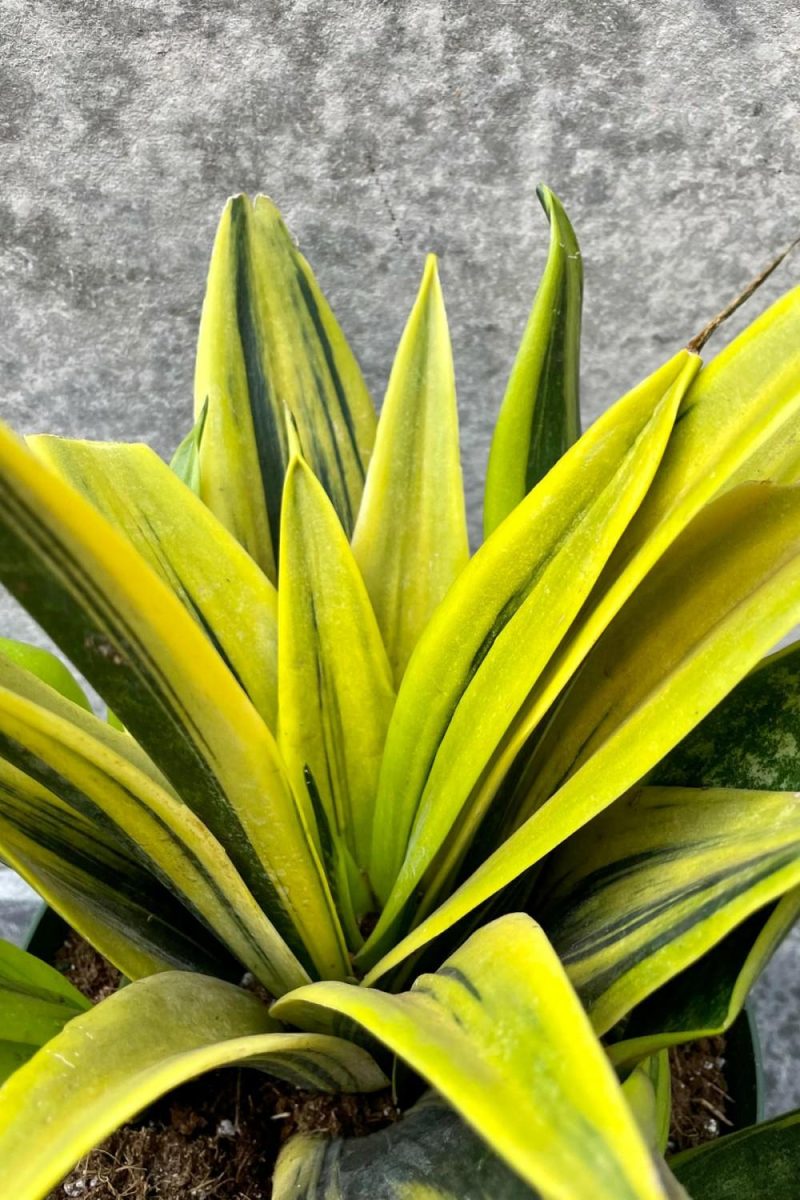 Indoor Plants |   Sansevieria ‘La Rubia’ 7″ Garden Indoor Plants