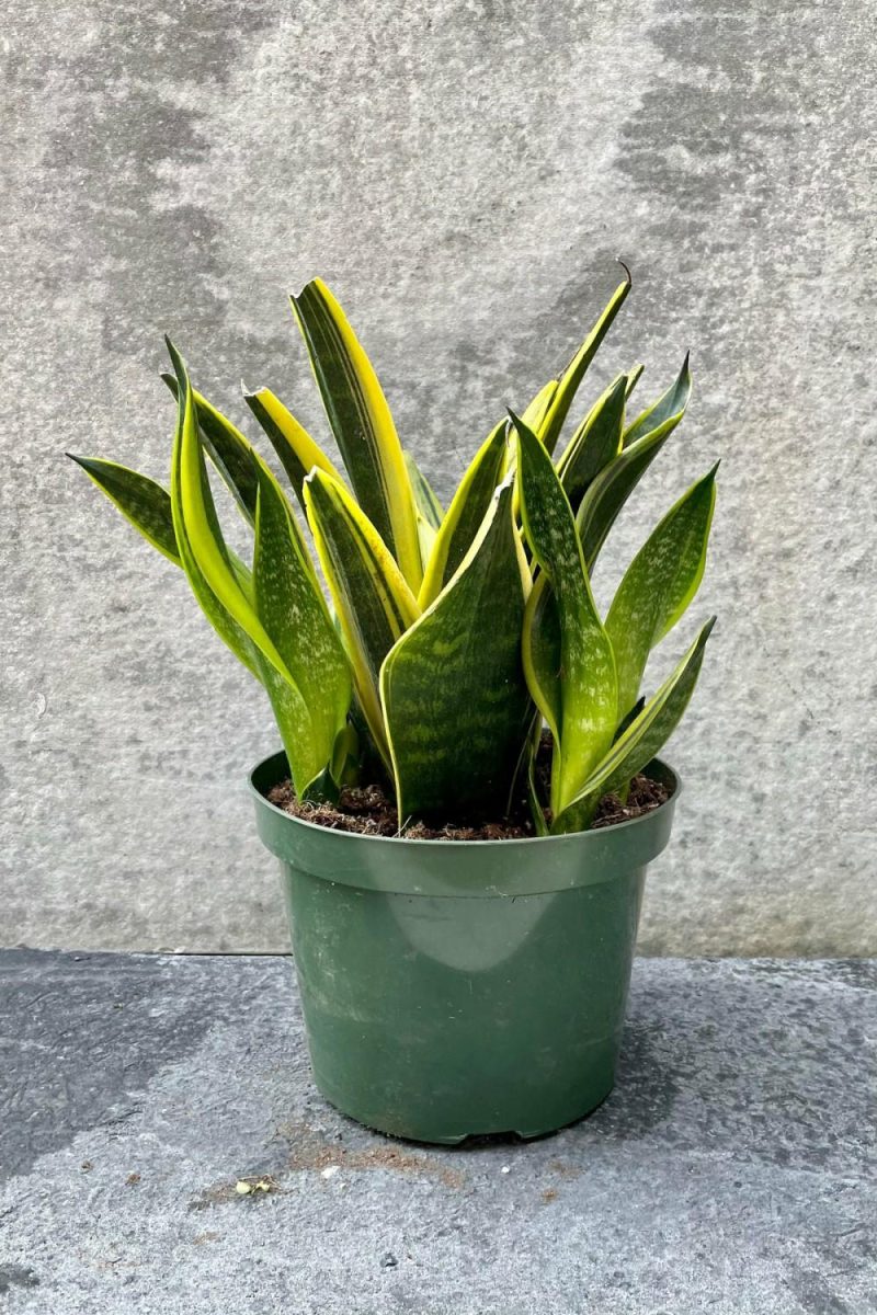 Indoor Plants |   Sansevieria ‘La Rubia’ 7″ Garden Indoor Plants