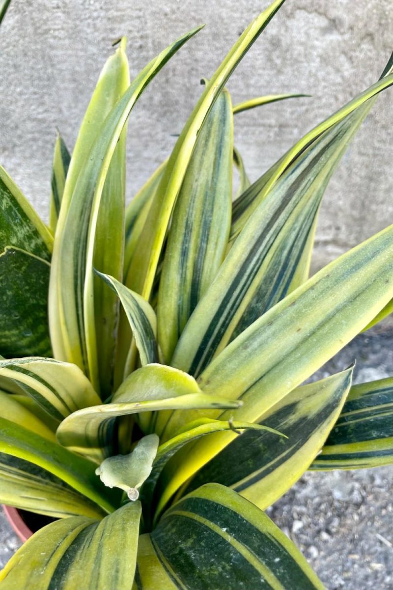 Indoor Plants |   Sansevieria ‘La Rubia’ 7″ Garden Indoor Plants