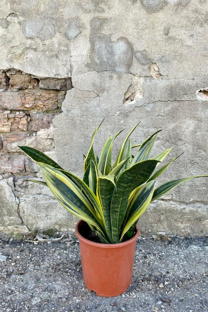 Indoor Plants |   Sansevieria ‘La Rubia’ 7″ Garden Indoor Plants