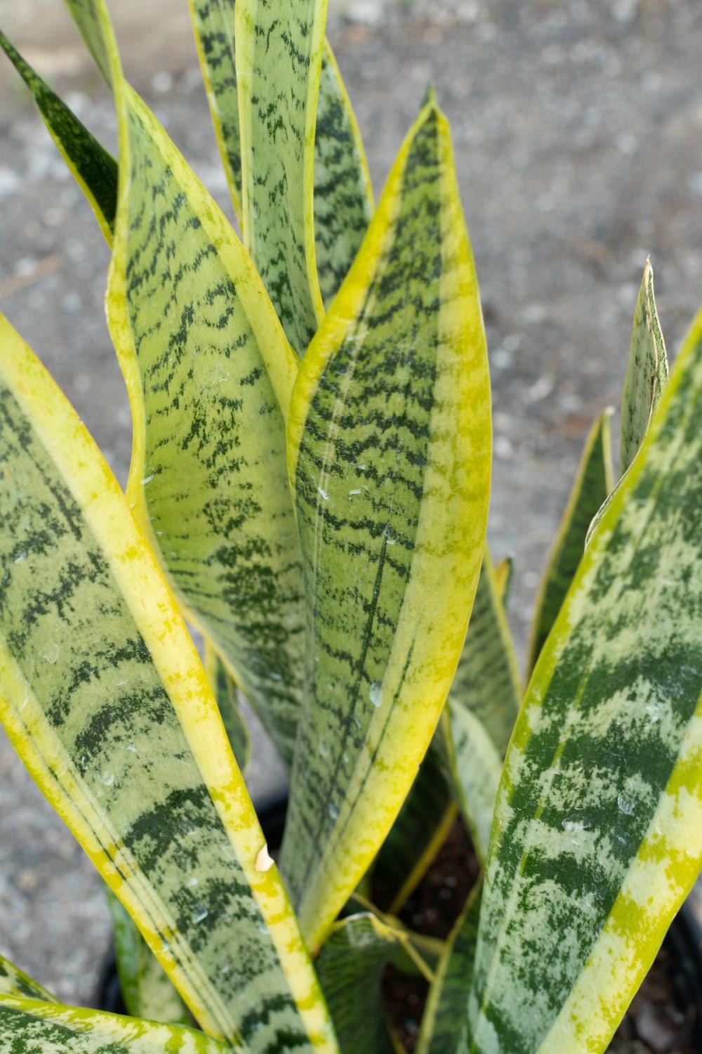 Indoor Plants |   Sansevieria ‘Laurentii’ 10″ Garden Indoor Plants