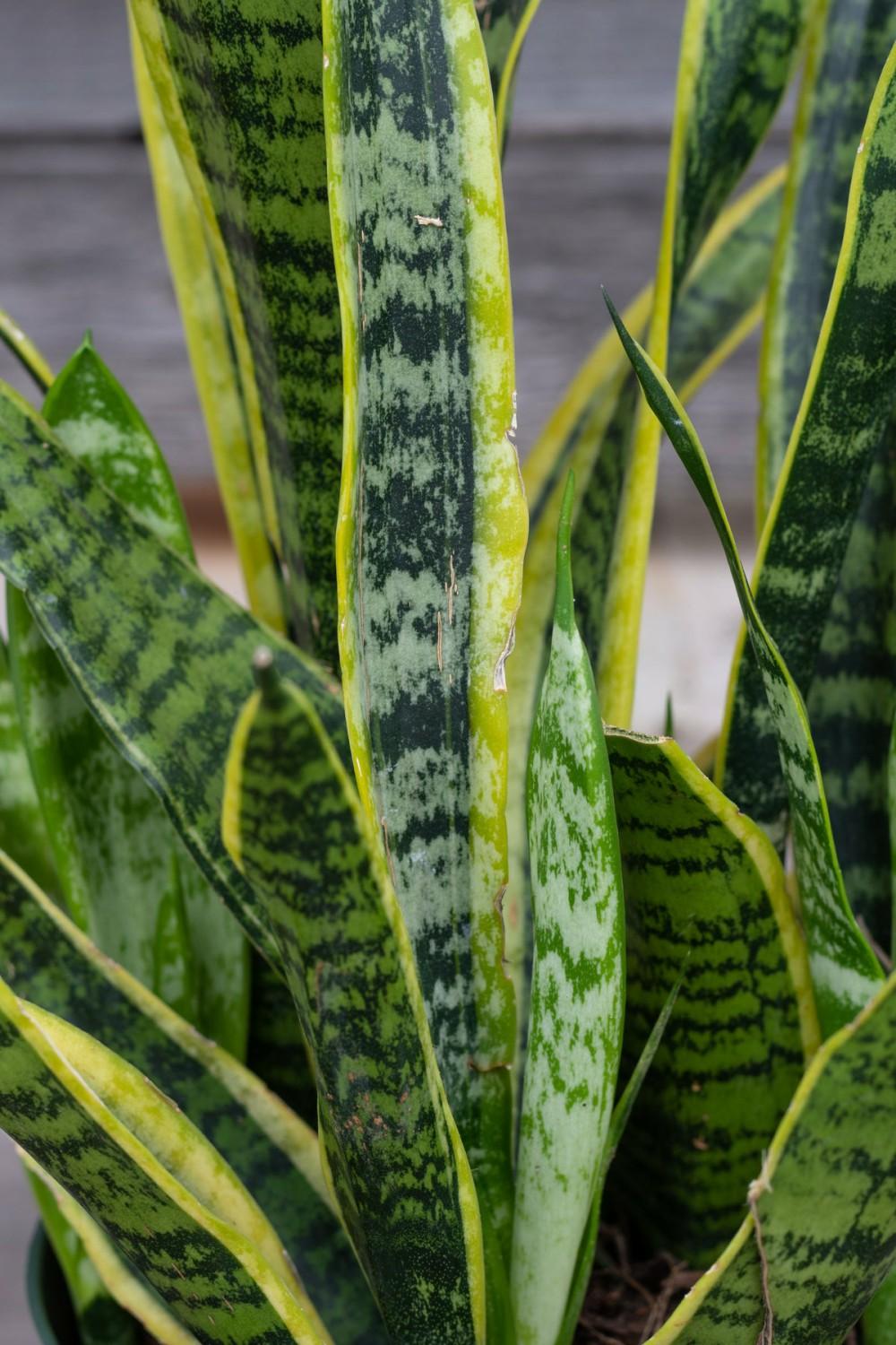 Indoor Plants |   Sansevieria ‘Laurentii’ 6″ Garden Indoor Plants