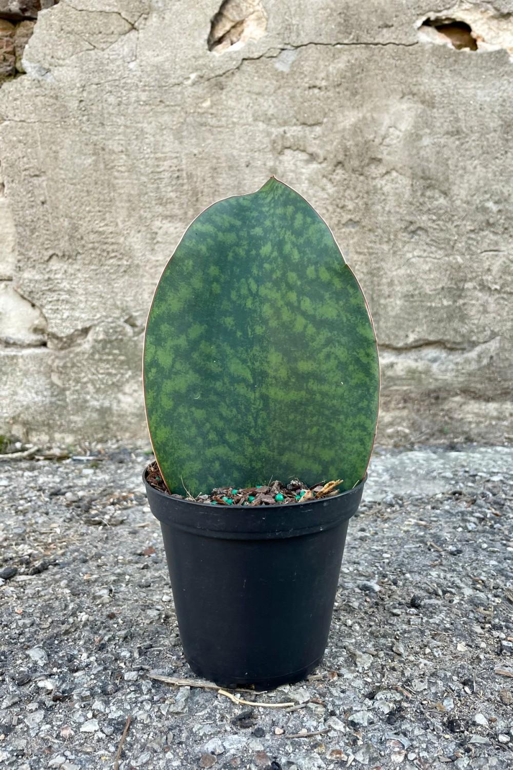 Indoor Plants |   Sansevieria Masoniana 5″ Garden Indoor Plants