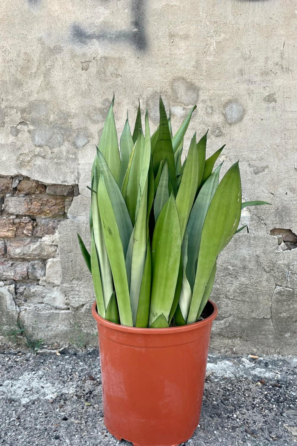 Indoor Plants |   Sansevieria ‘Moonshine’ 12″ Garden Indoor Plants