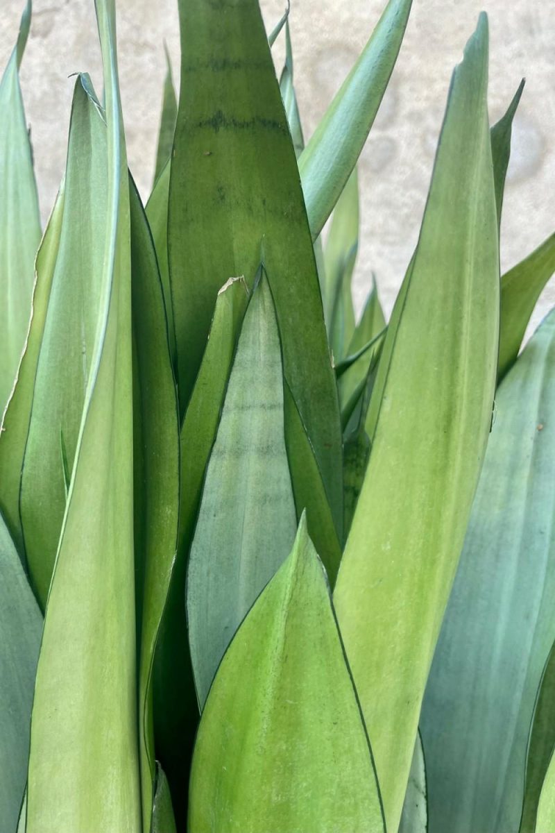 Indoor Plants |   Sansevieria ‘Moonshine’ 12″ Garden Indoor Plants