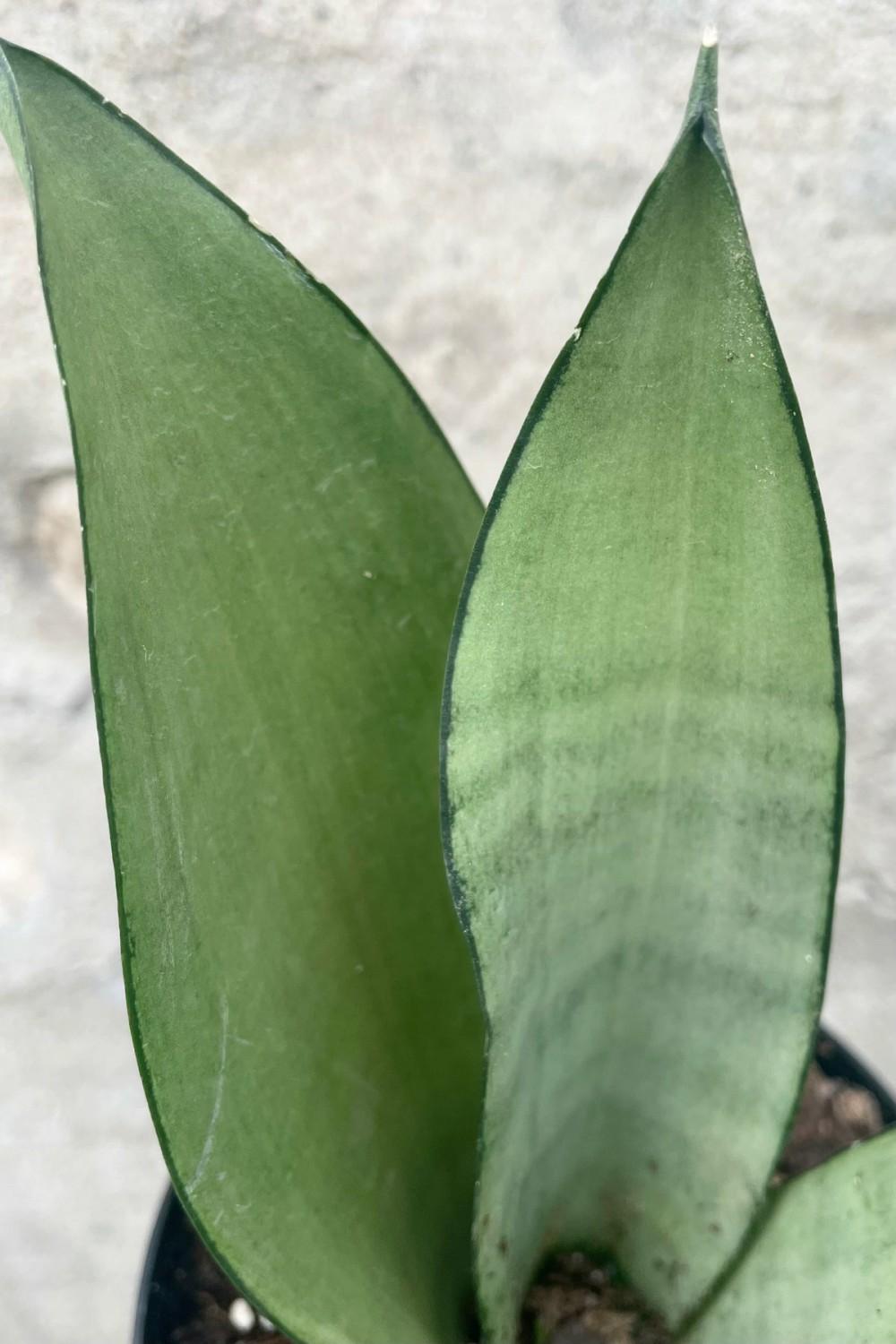 Indoor Plants |   Sansevieria ‘Moonshine’ 4″ Garden Indoor Plants